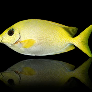 Siganus puelloides Small – Pesce coniglio Marin Life