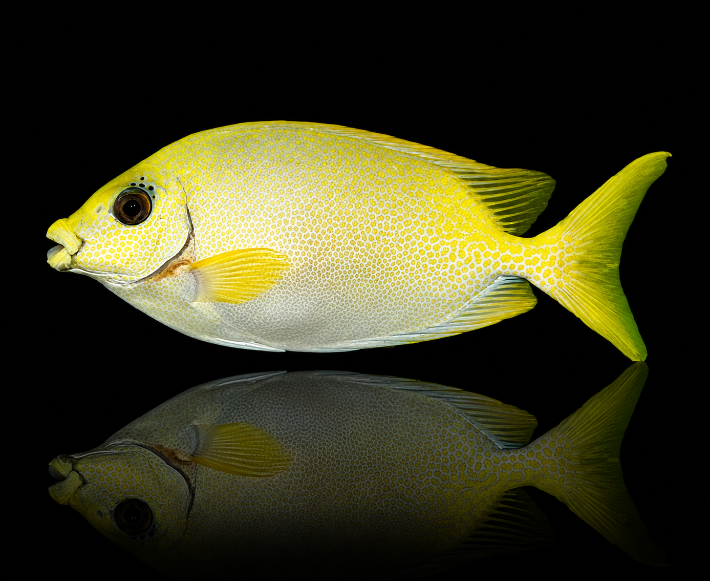 Siganus puelloides Small – Pesce coniglio Marin Life