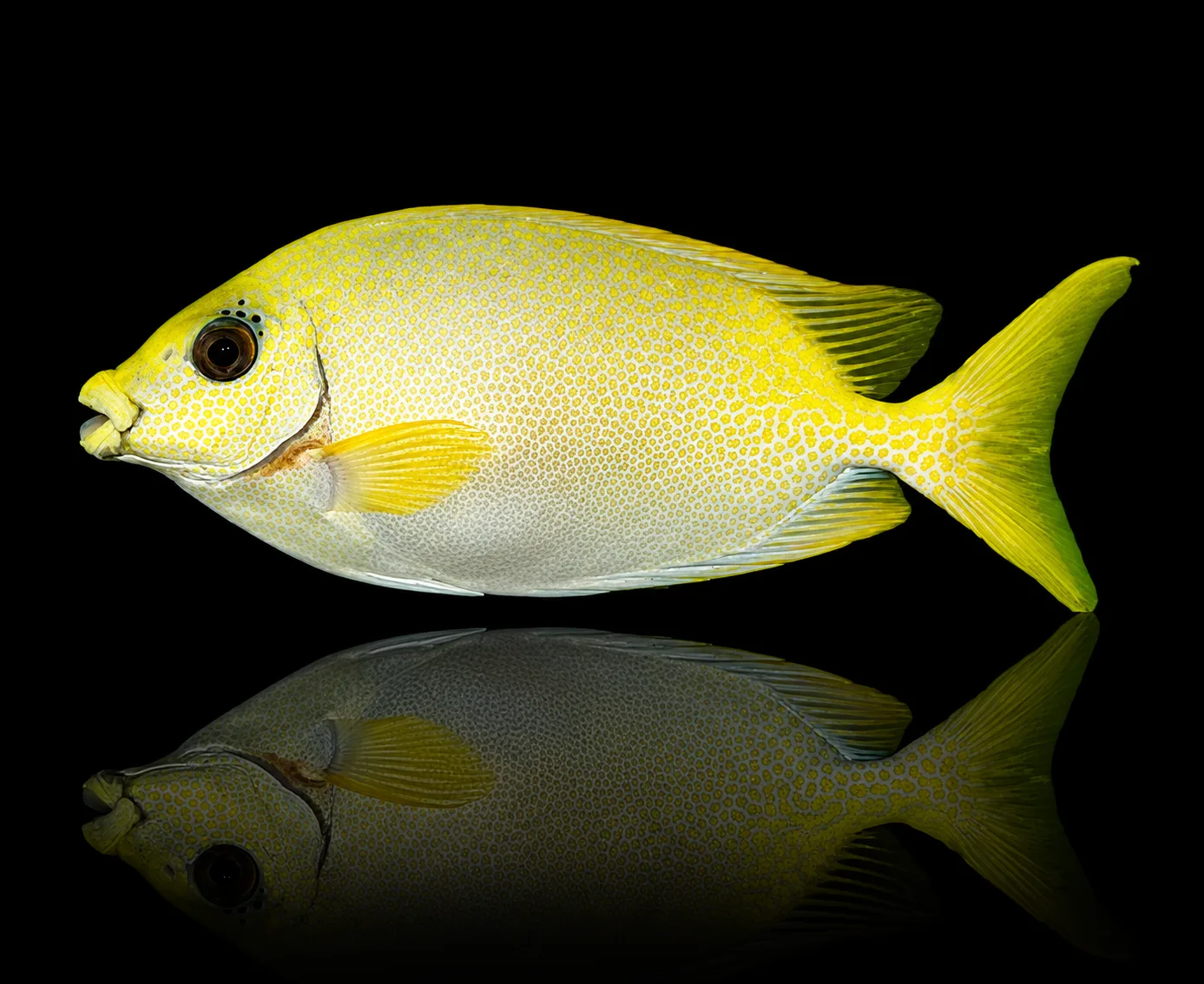 Siganus puelloides Small – Pesce coniglio Marin Life
