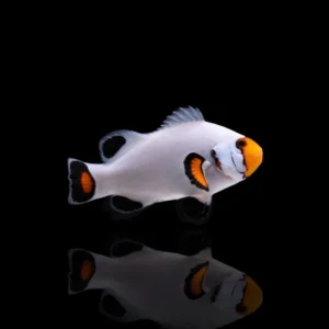 Amphiprion percula Platinum – Pesce pagliaccio Marin Life