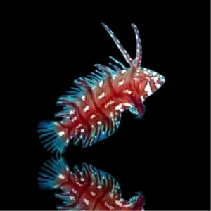 Novaculichthys taeniourus – Labride rovescia rocce | Marin Life