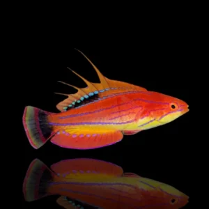 Paracheilinus carpenteri – Labride lampeggiatore | Marin Life
