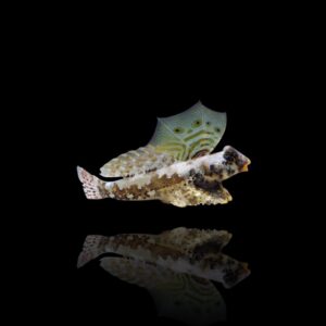 Synchiropus ocellatus – Dragonetto ocellato | Marin Life