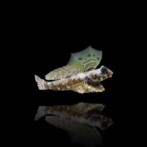 Synchiropus ocellatus – Dragonetto ocellato | Marin Life
