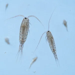 JellyFarmer Eurytemora e Pseudocalanus Vivi XL – Copepodi Vivi | Marin Life