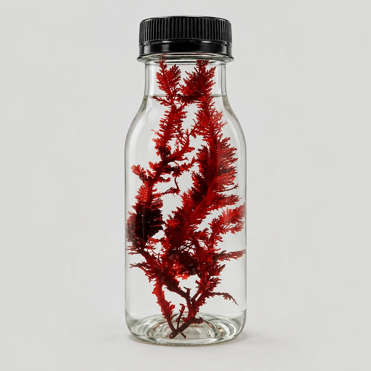 JellyFarmer Alga Haliptilon sp. – Macroalga Rossa Viva | Marin Life