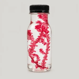 JellyFarmer Alga Botryocladia botryoides – Macroalga Rossa Viva | Marin Life