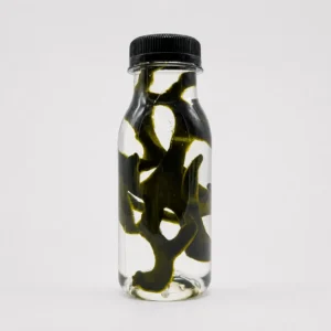 JellyFarmer Alga Codium taylorii– Macroalga Verde Viva | Marin Life