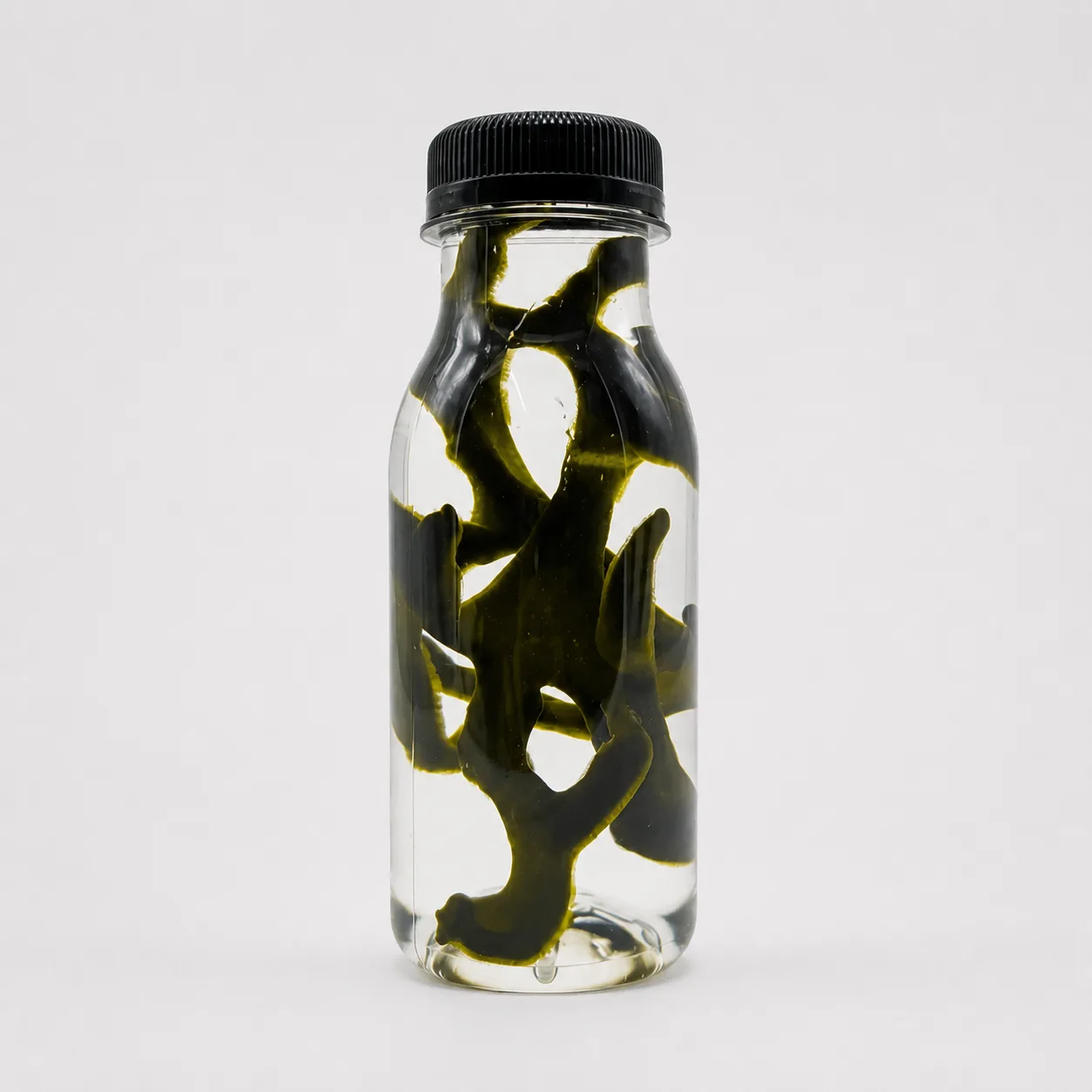JellyFarmer Alga Codium taylorii– Macroalga Verde Viva | Marin Life