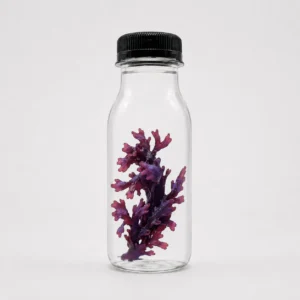 JellyFarmer Alga Fauchea sp. – Macroalga Porpora Viva | Marin Life