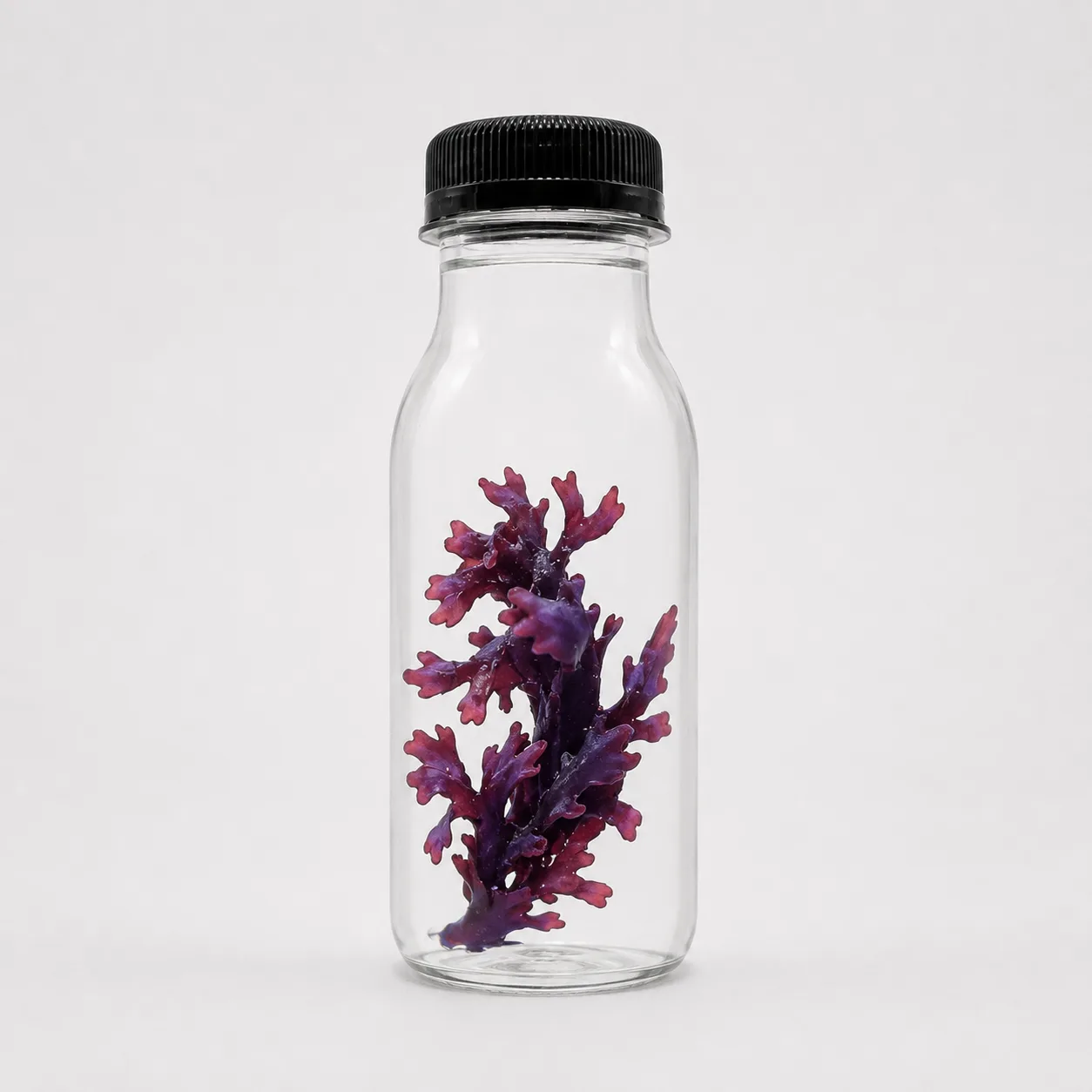 JellyFarmer Alga Fauchea sp. – Macroalga Porpora Viva | Marin Life
