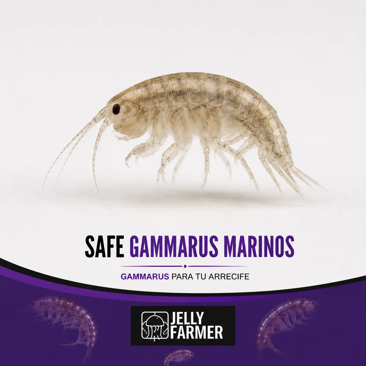 JellyFarmer Safe Gammarus Marinos – Gammarus Vivi | Marin Life - immagine 2