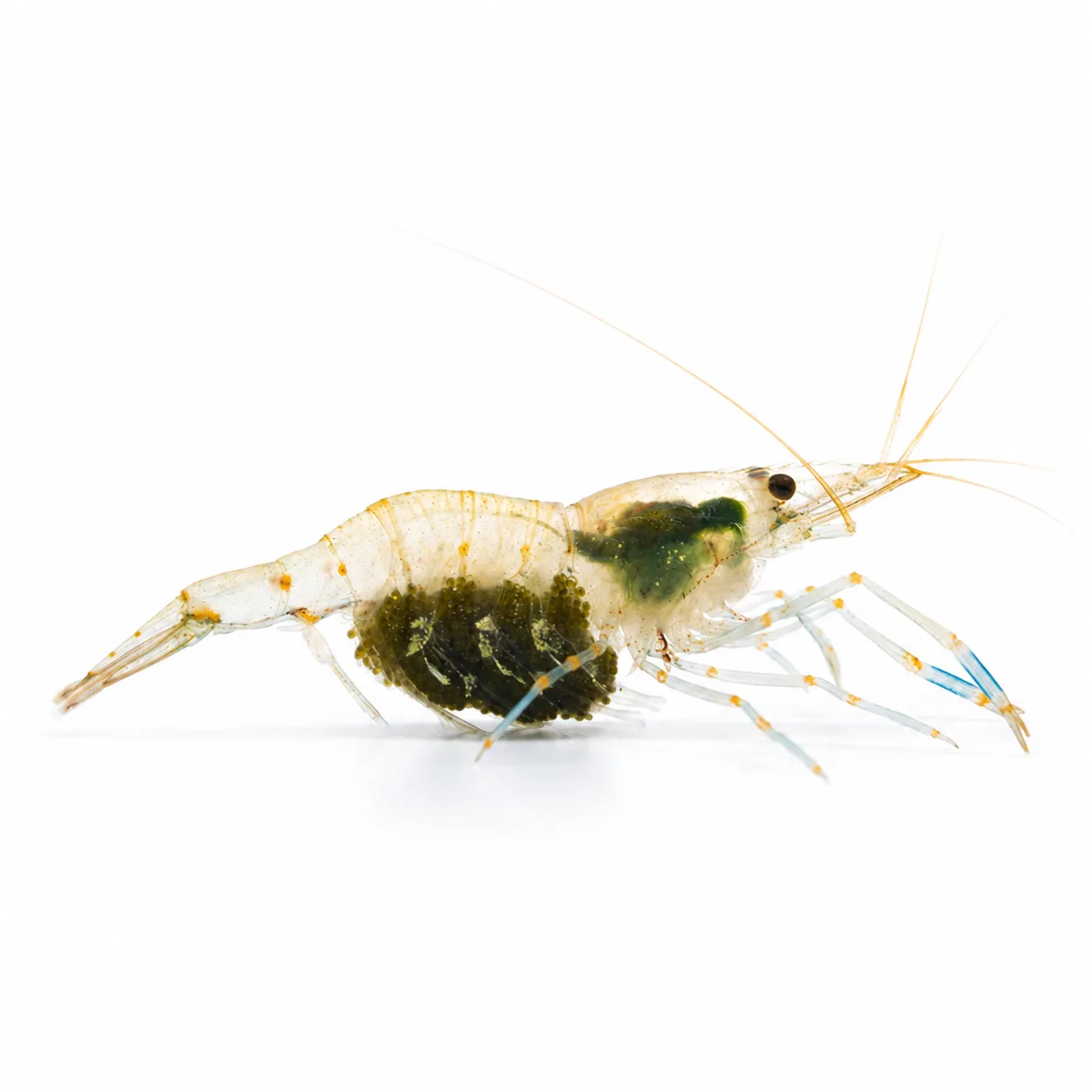 JellyFarmer Palaemon sp. – Quisquille Vive | Marin Life