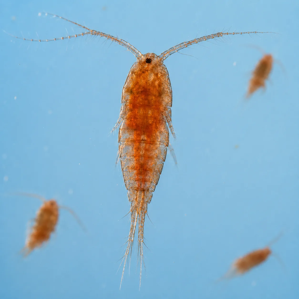 JellyFarmer Tigriopus sp. – Copepodi Vivi | Marin Life - immagine 2