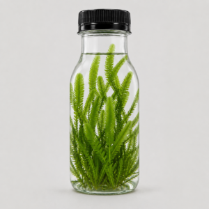 Caulerpa taxifolia – Macroalga Verde Viva | Marin Life