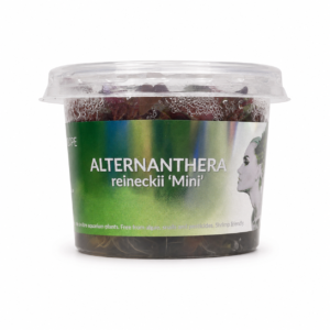 Aquaflora - Alternanthera reineckii ‘Mini’ In Vitro | Pianta Rossa