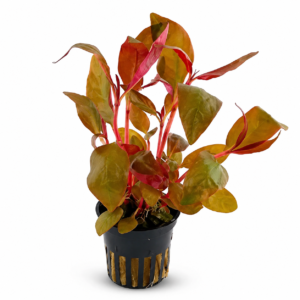 Aquaflora - Alternanthera reineckii ‘Lilacina’ | Pianta Rossa