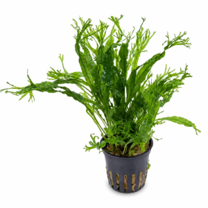Aquaflora - Microsorum pteropus ‘Windeløv’ | Felce di Giava
