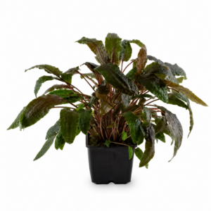 Aquaflora - Cryptocoryne wendtii ‘Tropica’ | Pianta Compatta