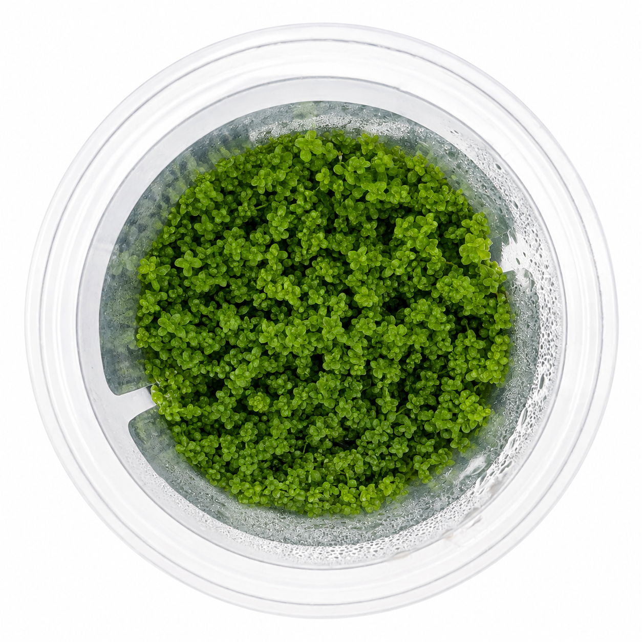 Aquaflora - Hemianthus callitrichoides ‘Cuba’ In Vitro | Pianta Tappezzante - immagine 2