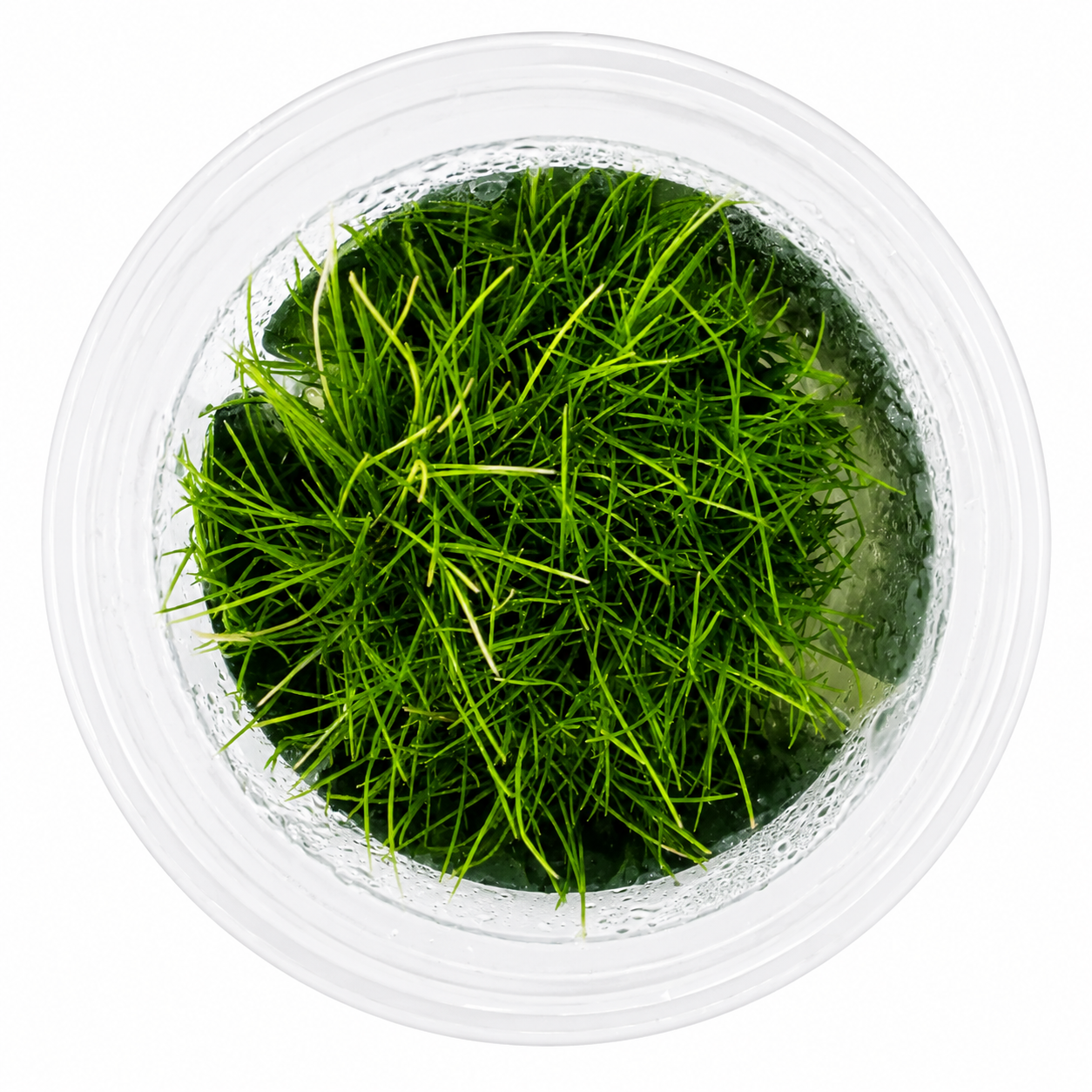 Aquaflora - Eleocharis parvula In Vitro | Pianta da Pratino - immagine 2