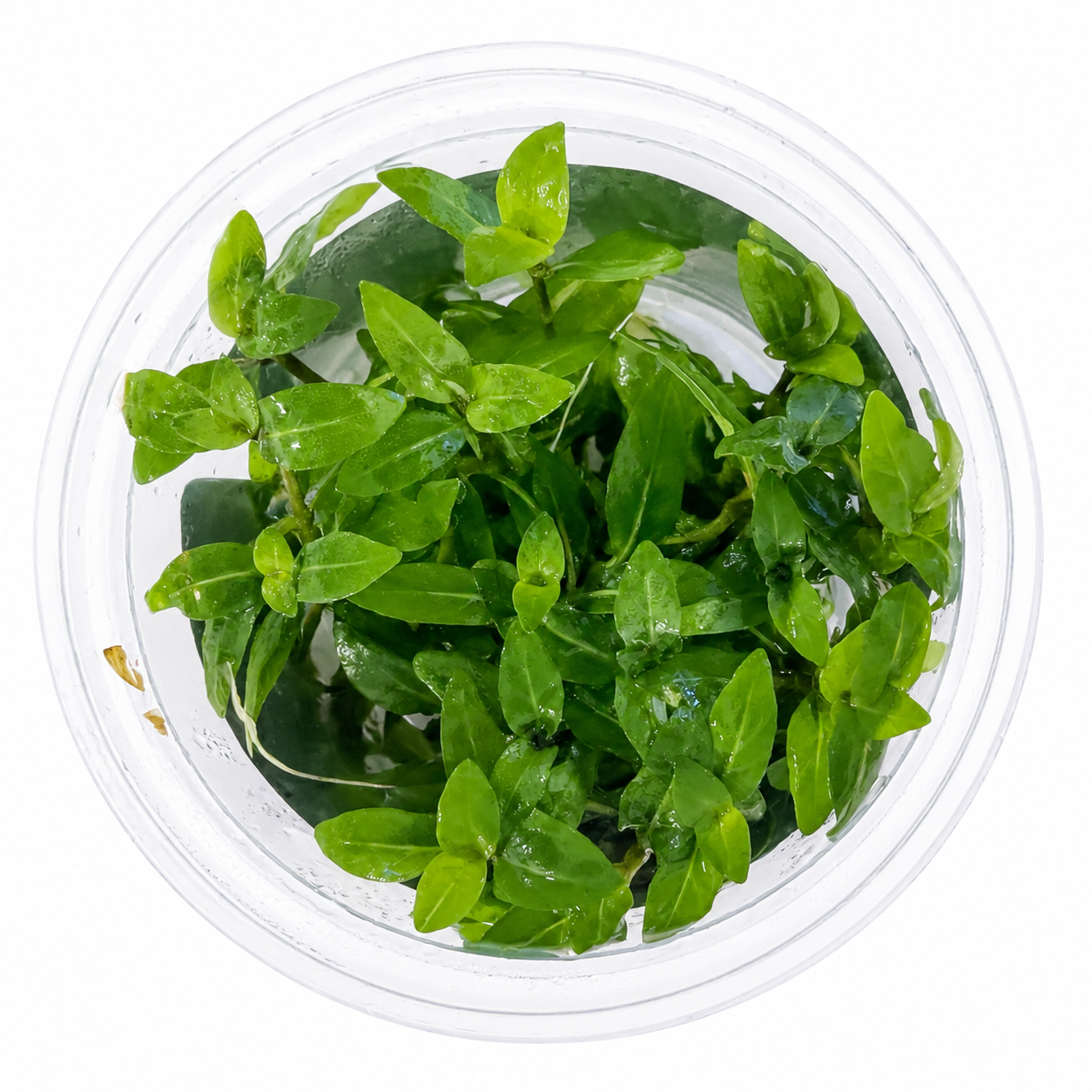 Aquaflora - Staurogyne repens In Vitro | Pianta da Primo Piano - immagine 2