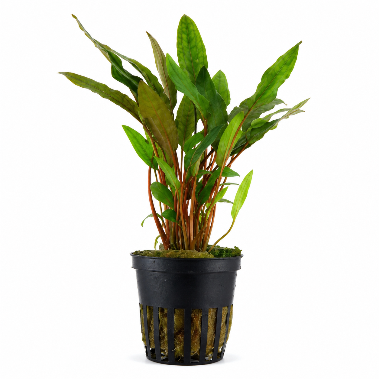 Aquaflora - Cryptocoryne beckettii | Pianta Facile per Acquario