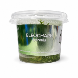 Aquaflora - Eleocharis parvula In Vitro | Pianta da Pratino