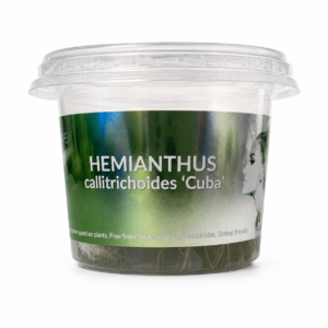 Aquaflora - Hemianthus callitrichoides ‘Cuba’ In Vitro | Pianta Tappezzante