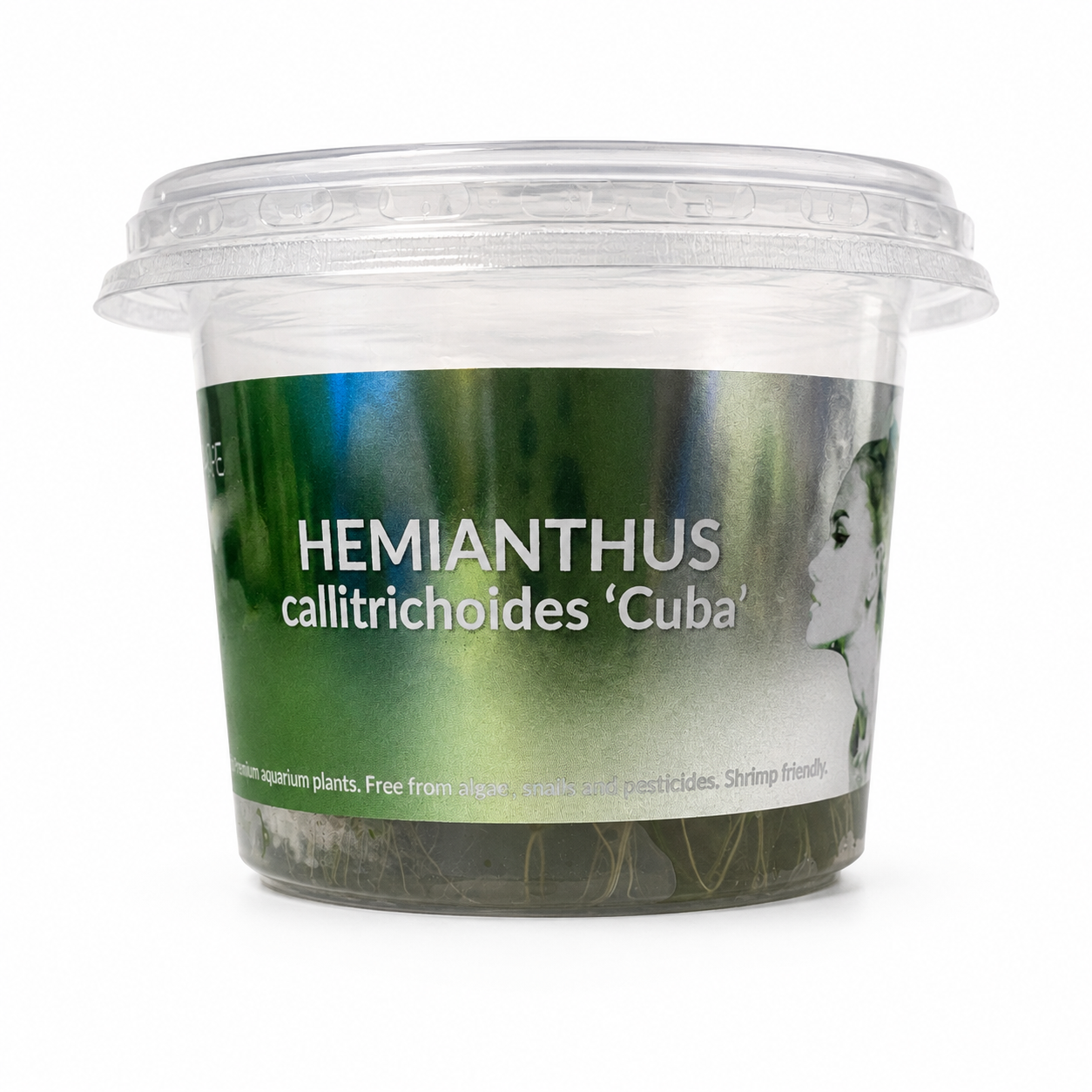 Aquaflora - Hemianthus callitrichoides ‘Cuba’ In Vitro | Pianta Tappezzante