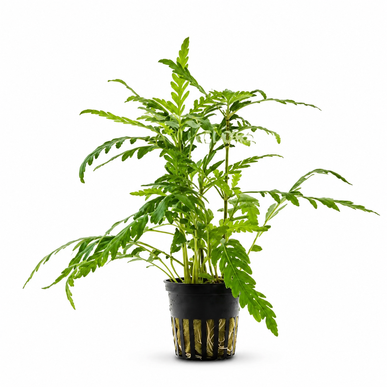 Aquaflora - Hygrophila pinnatifida | Pianta Epifita per Acquario