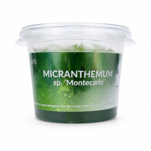 Aquaflora - Micranthemum sp. ‘Montecarlo’ In Vitro | Pianta da Pratino