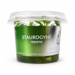 Aquaflora - Staurogyne repens In Vitro | Pianta da Primo Piano