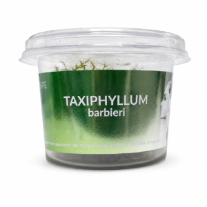 Aquaflora - Taxiphyllum barbieri In Vitro | Muschio di Giava
