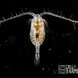 JellyFarmer Parvocalanus Crassirostris – Copepodi Vivi