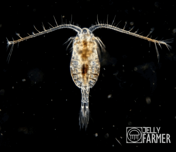 JellyFarmer Parvocalanus Crassirostris – Copepodi Vivi
